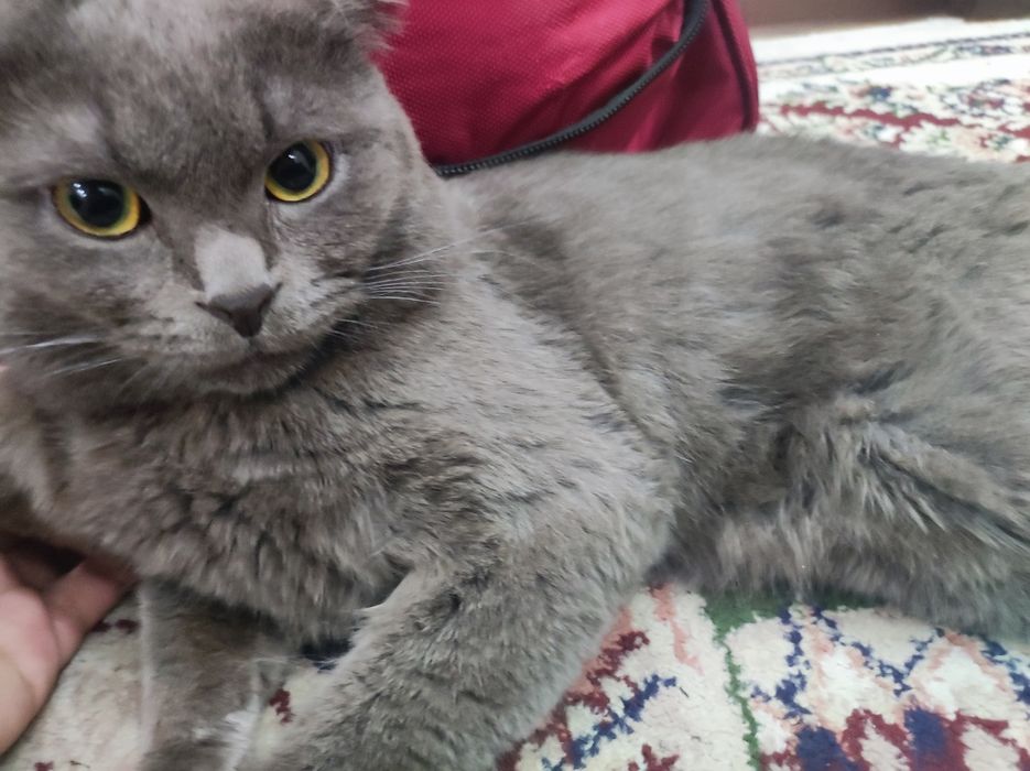 Skotish Fold zoddor mushik