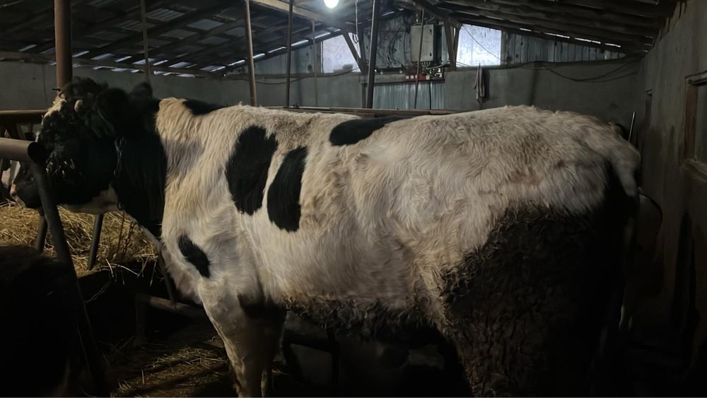 Vand taur  balțat romanesc .crescut  bio