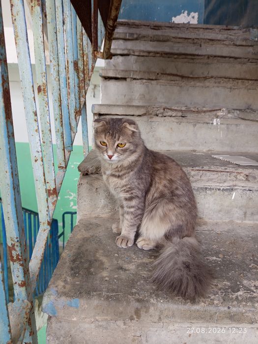 Бесплатно, кошка около 1года