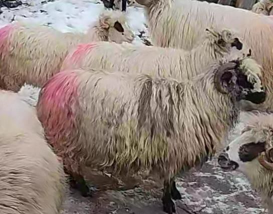 Doua oi de vânzare!