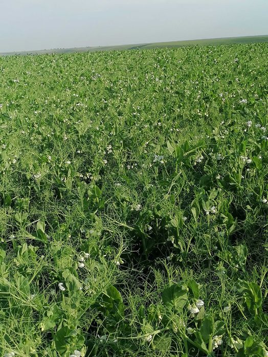 mazare galbena de primavara - 70 tone