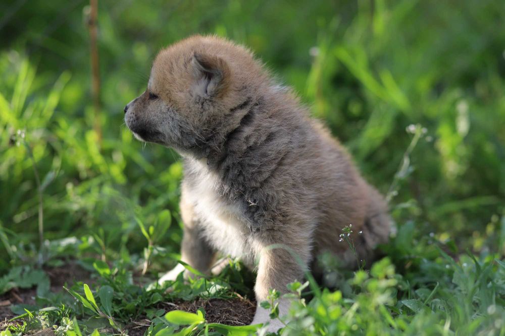 Pui Akita Inu femela