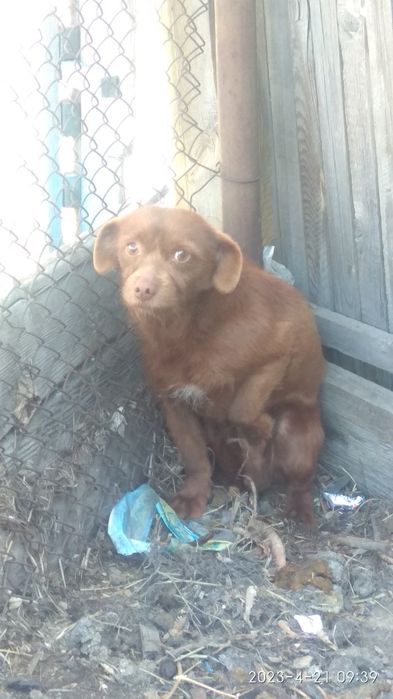 отдам щенка мальчика