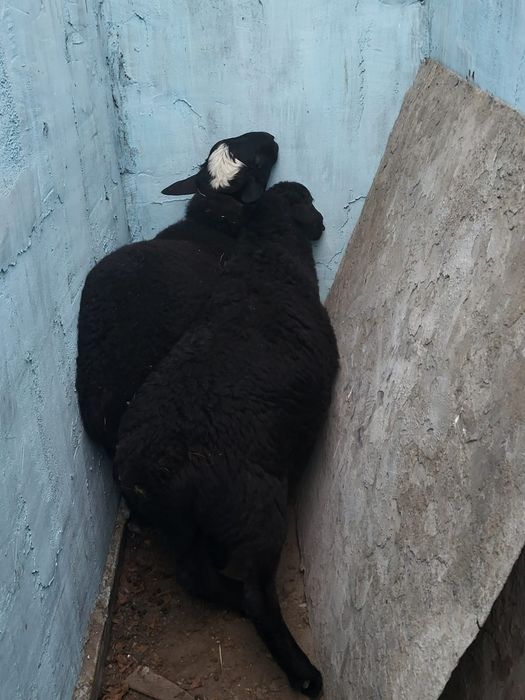 продам молодых ягнят