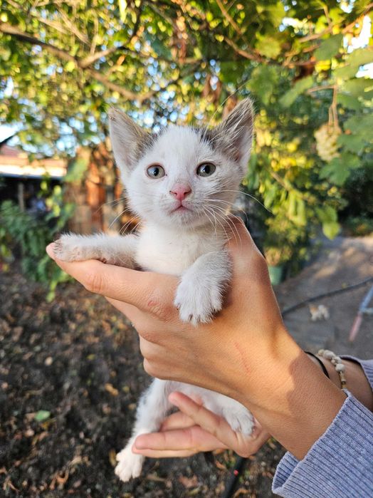 Подарявам котенца