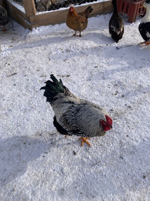 Cocos Wyandotte (argintiu) de vinzare