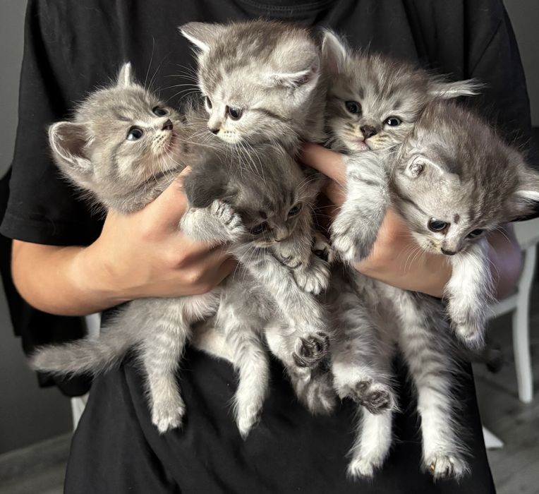 котята на продажу