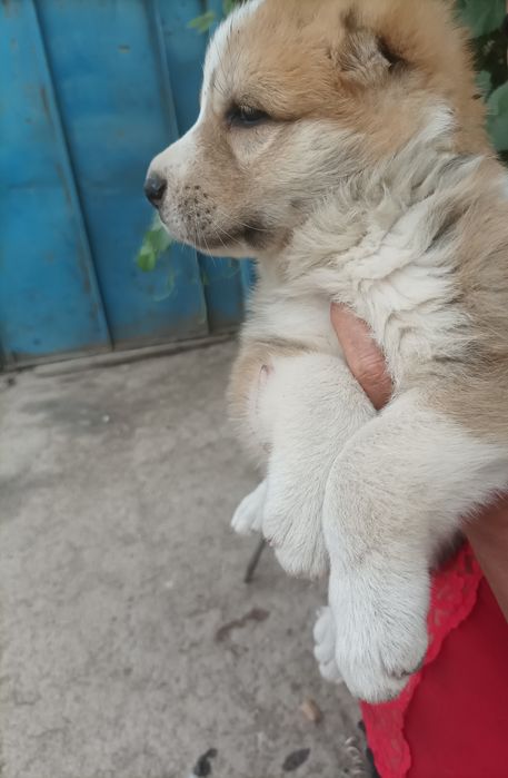 Продаются щенята порода алабай 37 дней