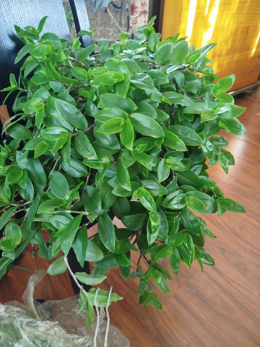 Продам комнатные цветы