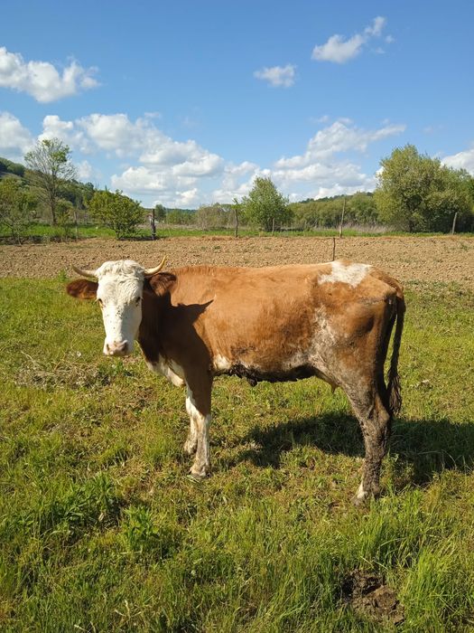 vand 2 vaci - Sitani, Bihor