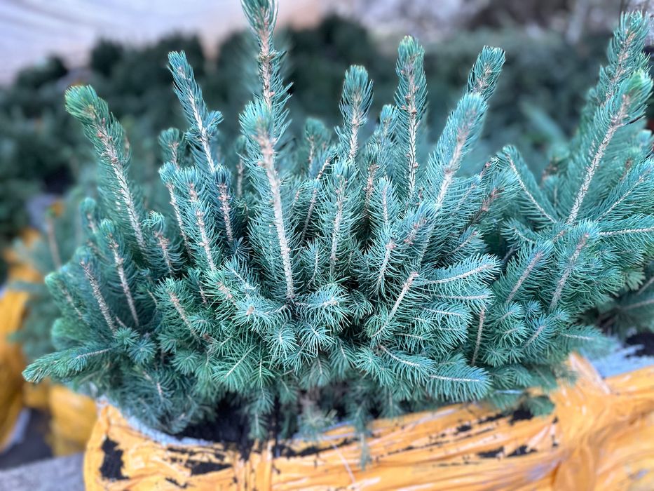 Голубая ель кўчатлари сотилади!