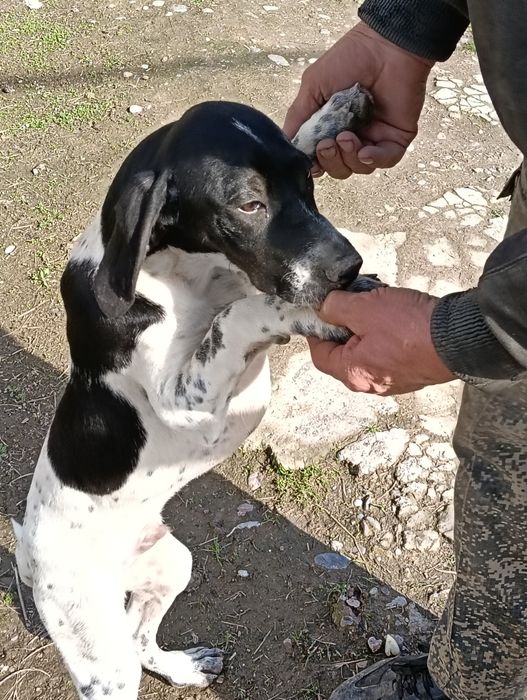 Продается щенок Пойнтер 4 месяца