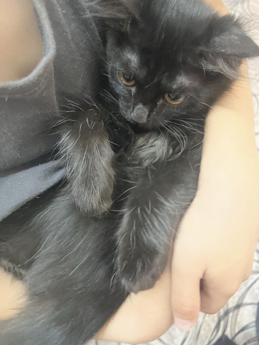 Котенок отдам в добрые руки