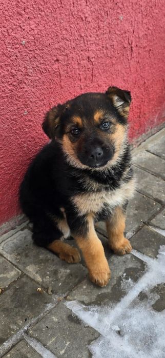 Отдам в добрые руки