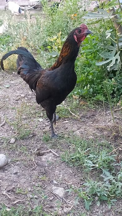 Xoroz sotiladi yaqinda qichrish boshladi