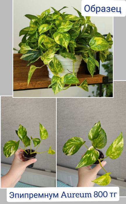 Монстера комнатные цветы