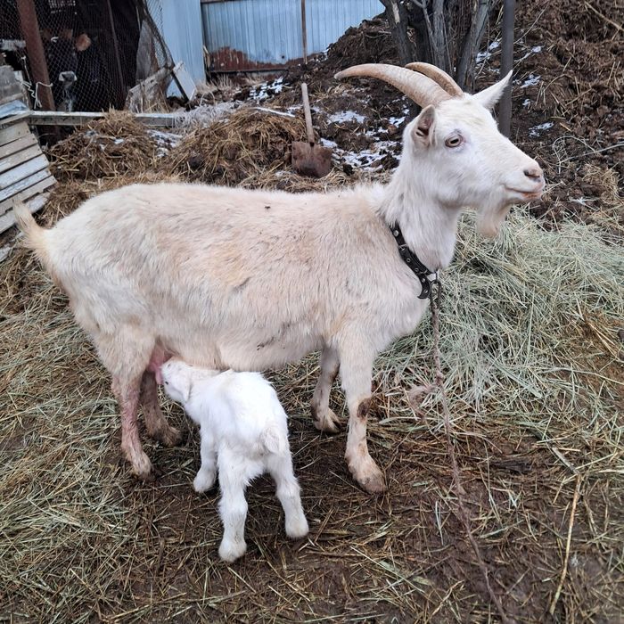 Коза заанненская с козленком мальчик