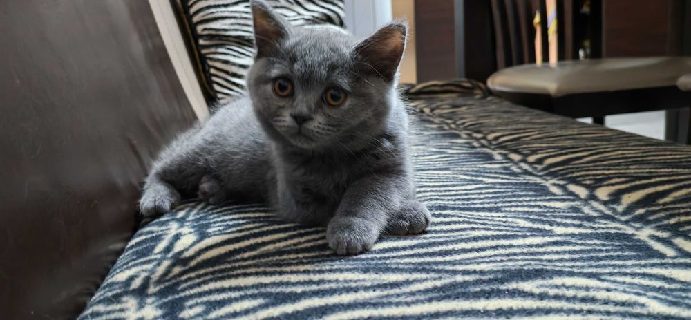 Британско късокосместо коте