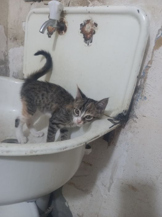 Отдам кошку в хорошие руки