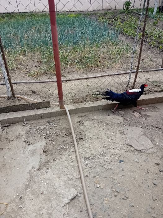 Fazani de vinzare