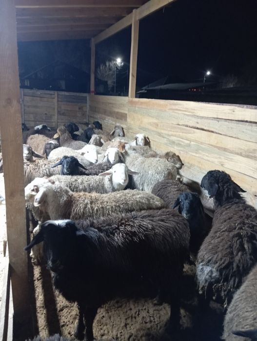 Продаются бараны