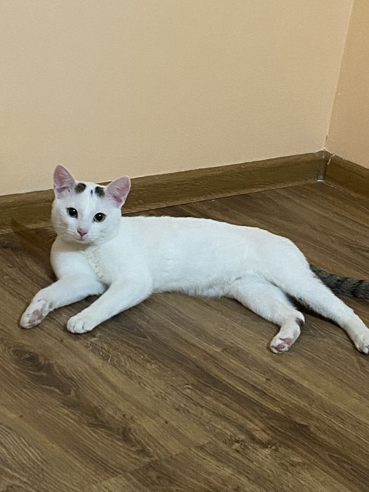 Срочно,Кот мальчик 1 год