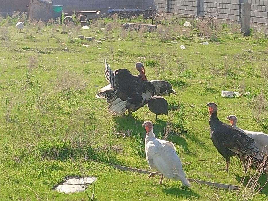 Продам индюшек с яйцами и без.