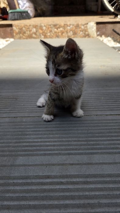 Pisicute spre adoptie in varsta de 5 saptamani