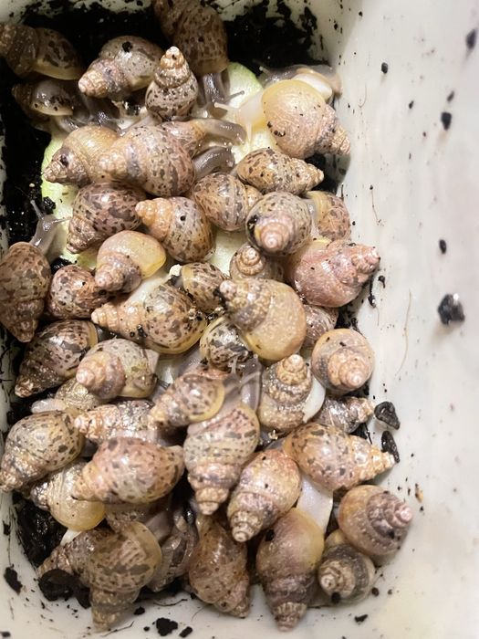 Улитки ахатин в продаже