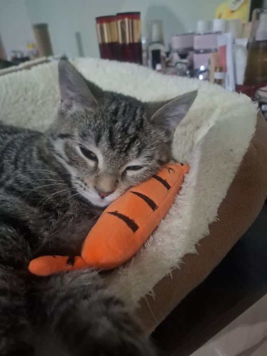 Кошечка Луиза ищет семью