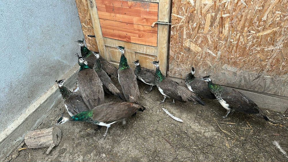 Pui de păun și fazani comuni