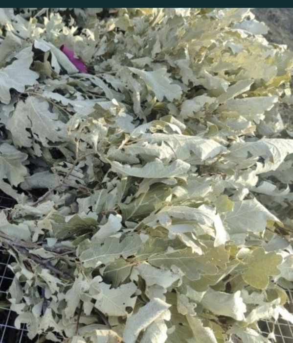 Продам веники новые