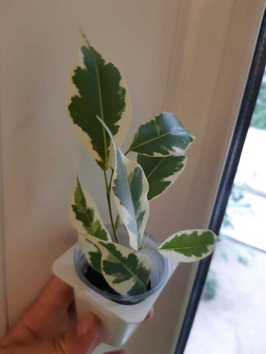 Фикус, гибискус, традесканция