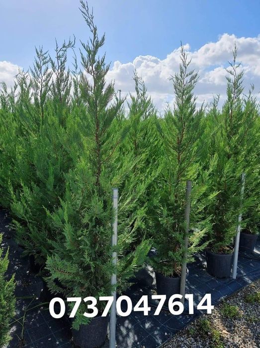 Tuia leylandi - mesteacăn alb (betula pendula)