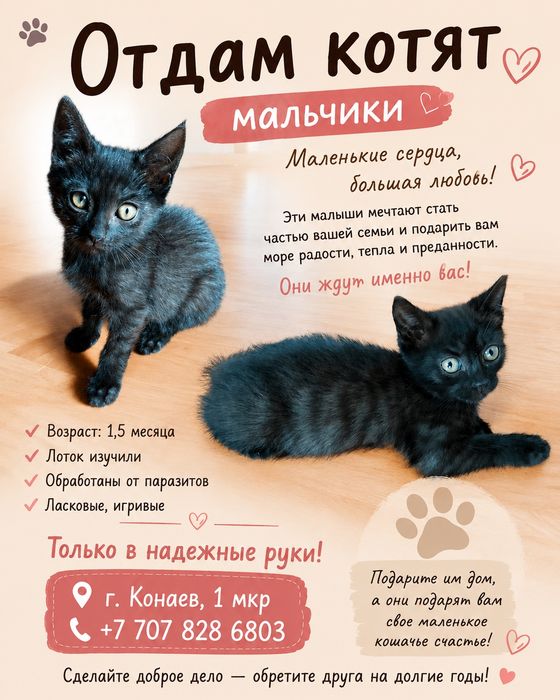 Отдам милых котят