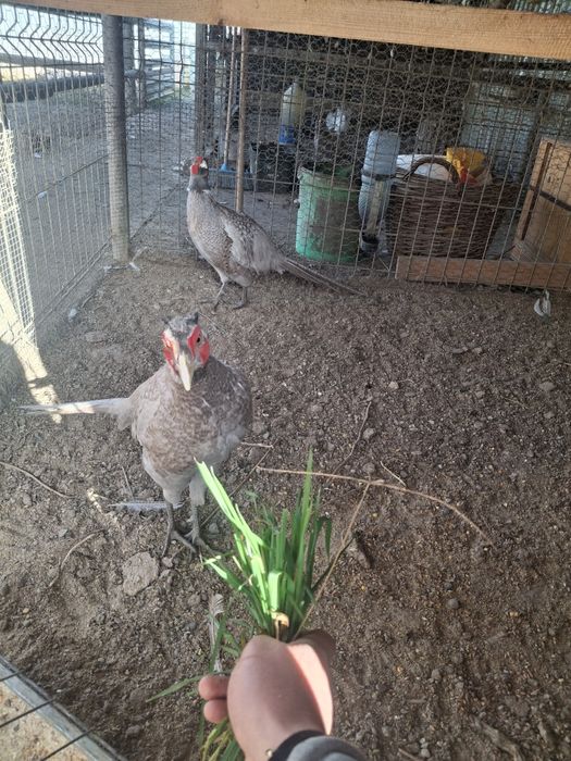 2masculi de fazan comun albastru la schimb