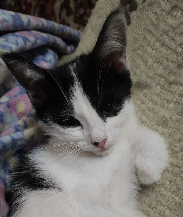 Котенок в добрые руки