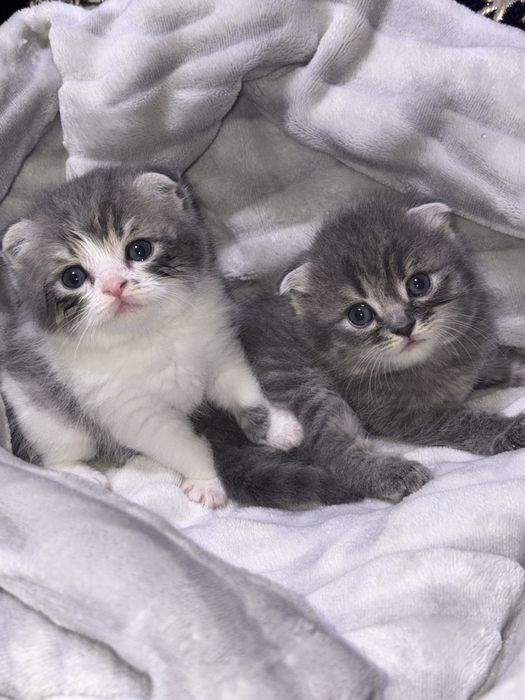 Котята скоттиш фолд + родители.