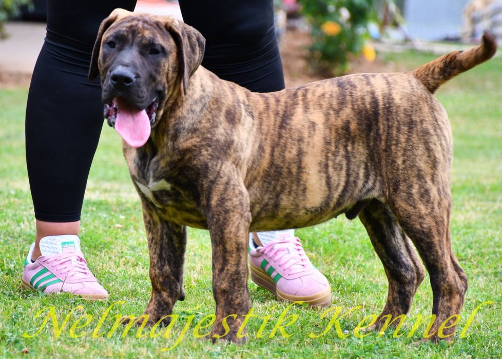 Masculi si femele Presa Canario