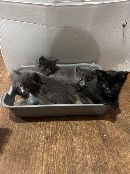 Отдам котят милые