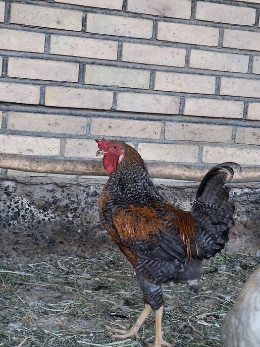 Жас қораздар сатылады