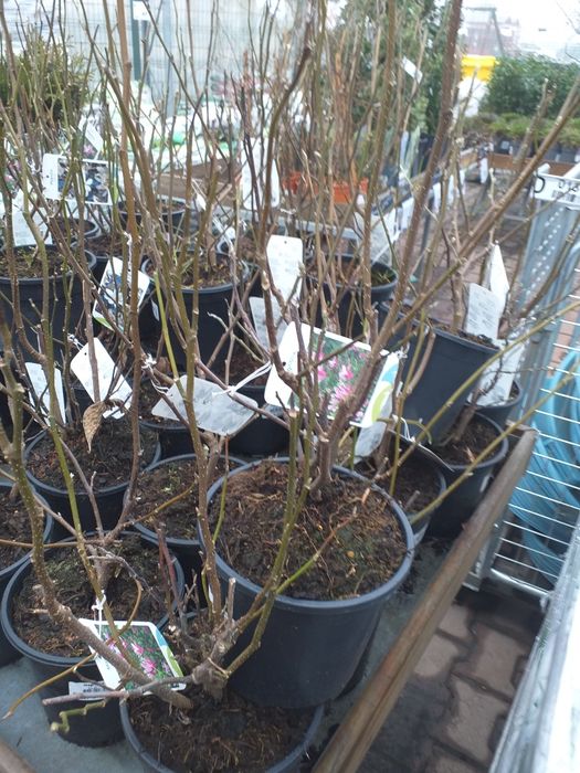 Vand magnoli rpsi și albe la ghiveci