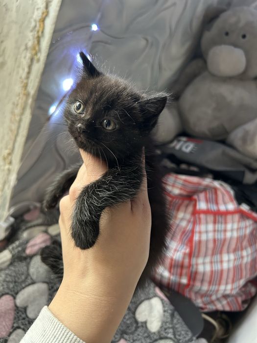 Котята британцы