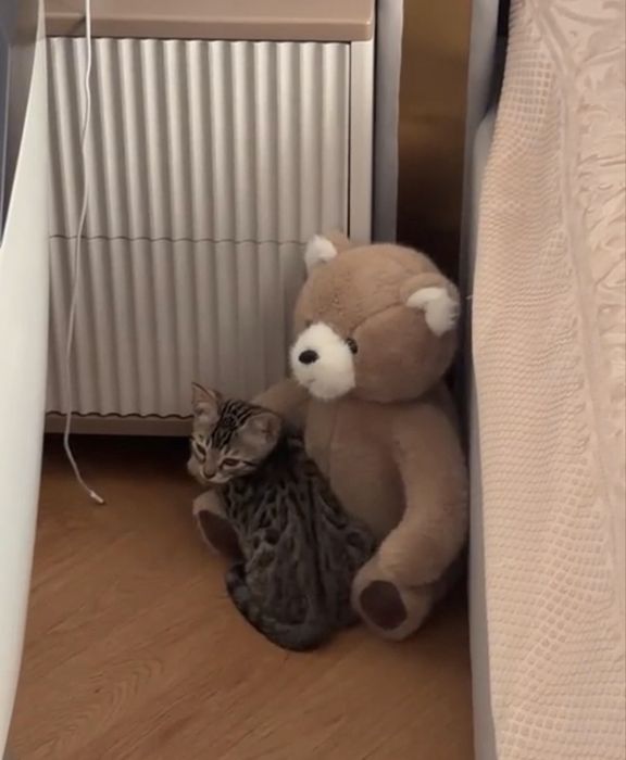 Котенок бенгальский