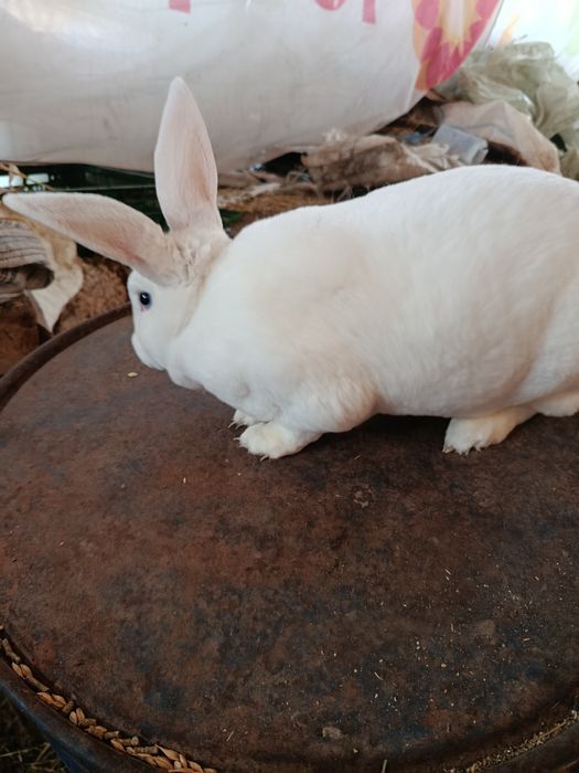 Iepuri Rex alb cu ochi albaștri