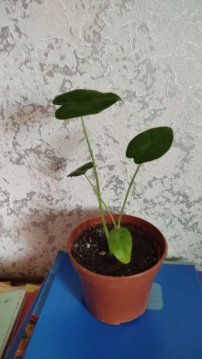 Алоказии, продам