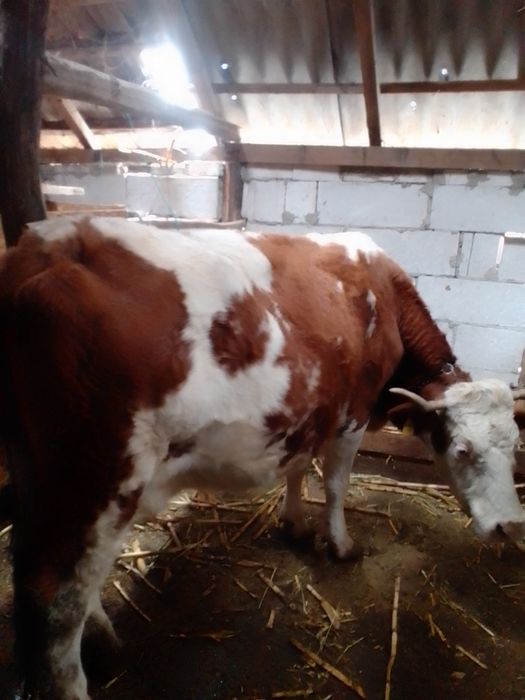 Vaci bălțate românești