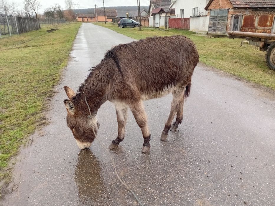 Vând magarita sau schimb cu manza mica