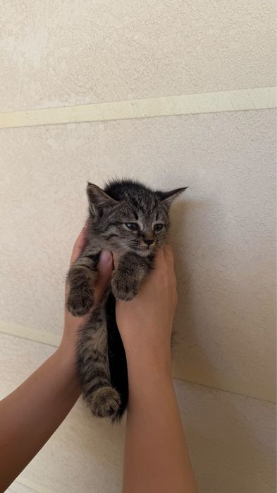 Отдам котёнка в добрые руки