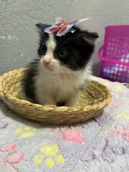 отдаю котят в добрые руки